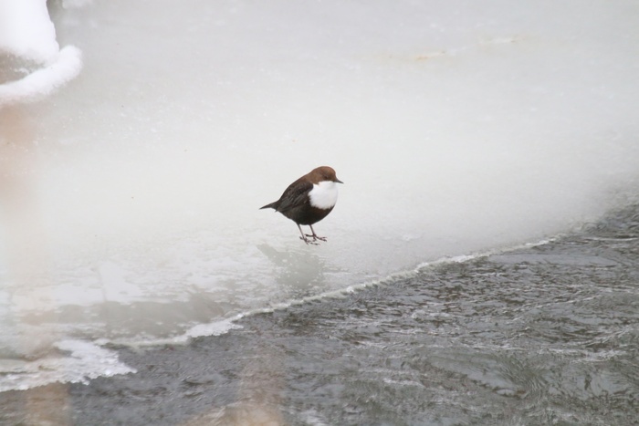 , 03.01.2025,  , ,   .