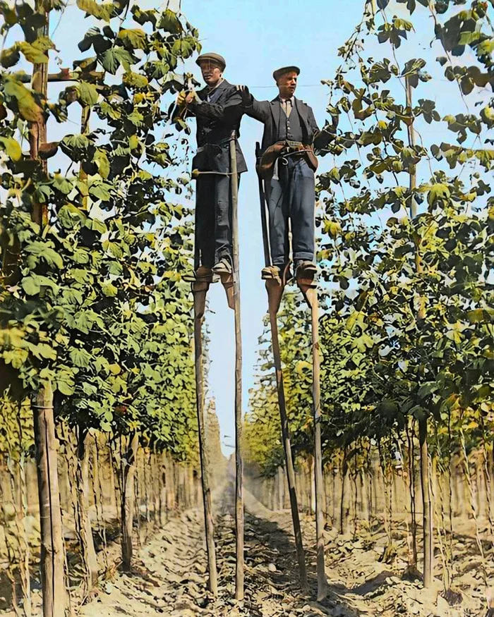 Любопытные фотографии из прошлого Великобритании. 20 раскрашенных фотографий ХХ века. Часть XVI Старое фото, Историческое фото, 20 век, Великобритания, Лондон, Англия, Колоризация, Длиннопост