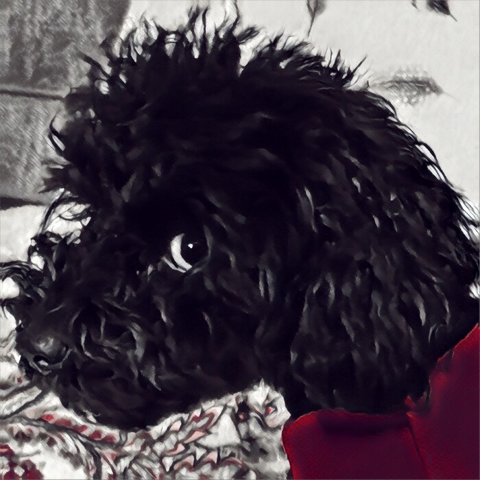 - Prisma,  