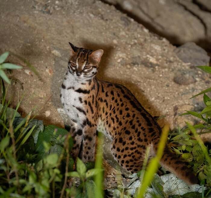 Бенгальская кошка в поисках добычи