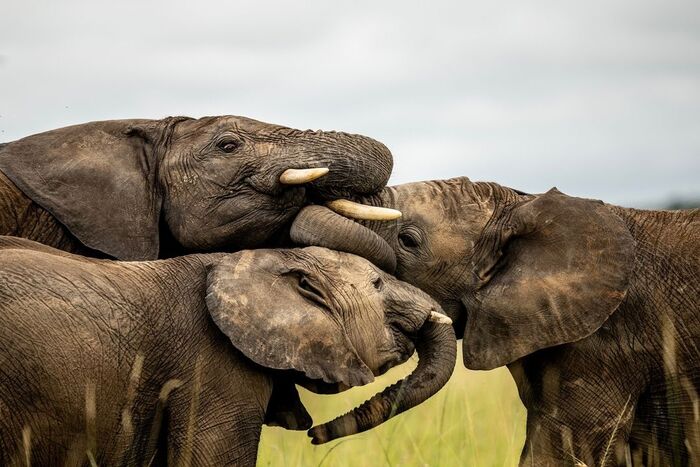 Слоны приветствуют друг друга