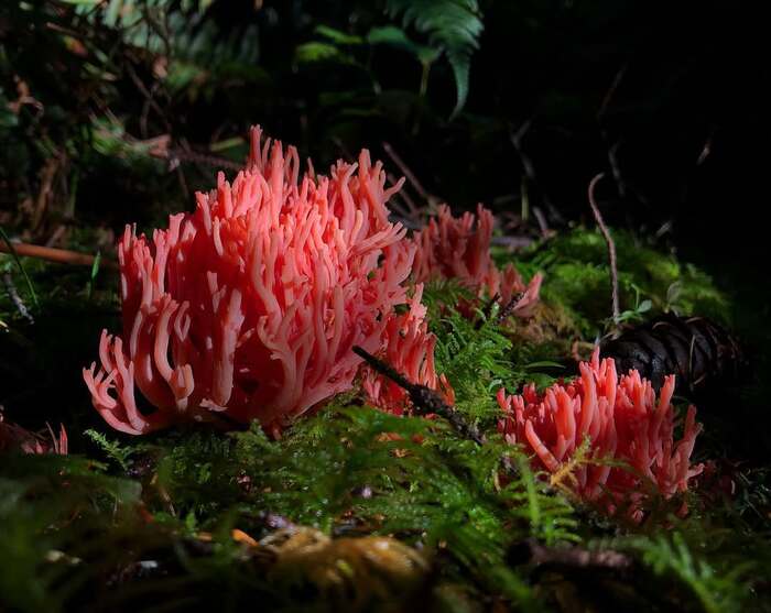 Ramaria araiospora. 