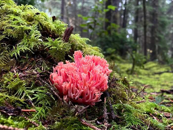 Ramaria araiospora. 