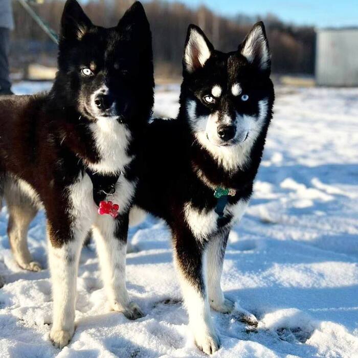 Хаски Чип и Дейл ищут дом !!