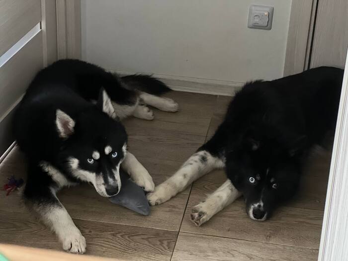 Хаски Чип и Дейл ищут дом !!