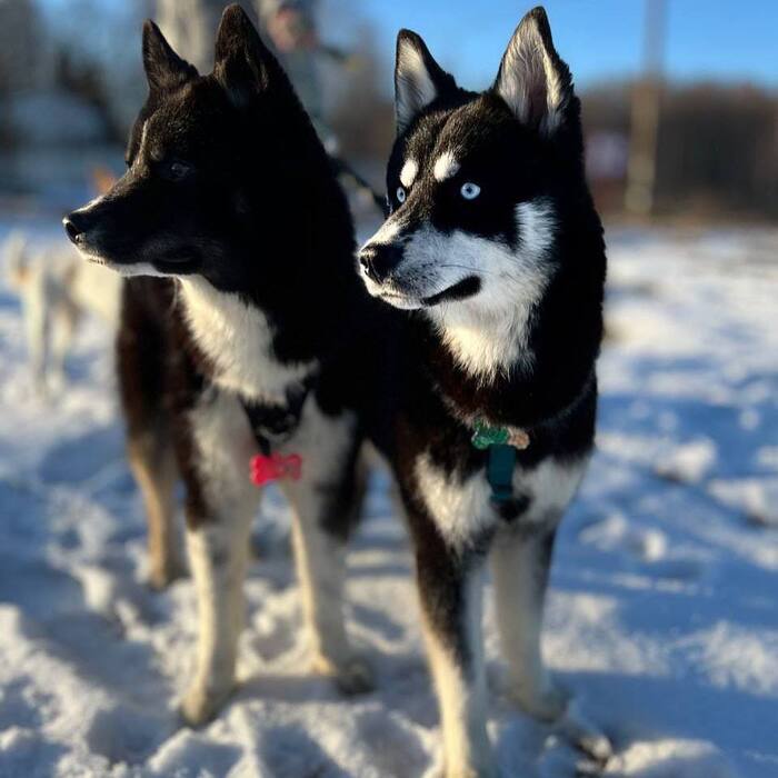 Хаски Чип и Дейл ищут дом !!