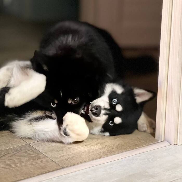 Хаски Чип и Дейл ищут дом !!