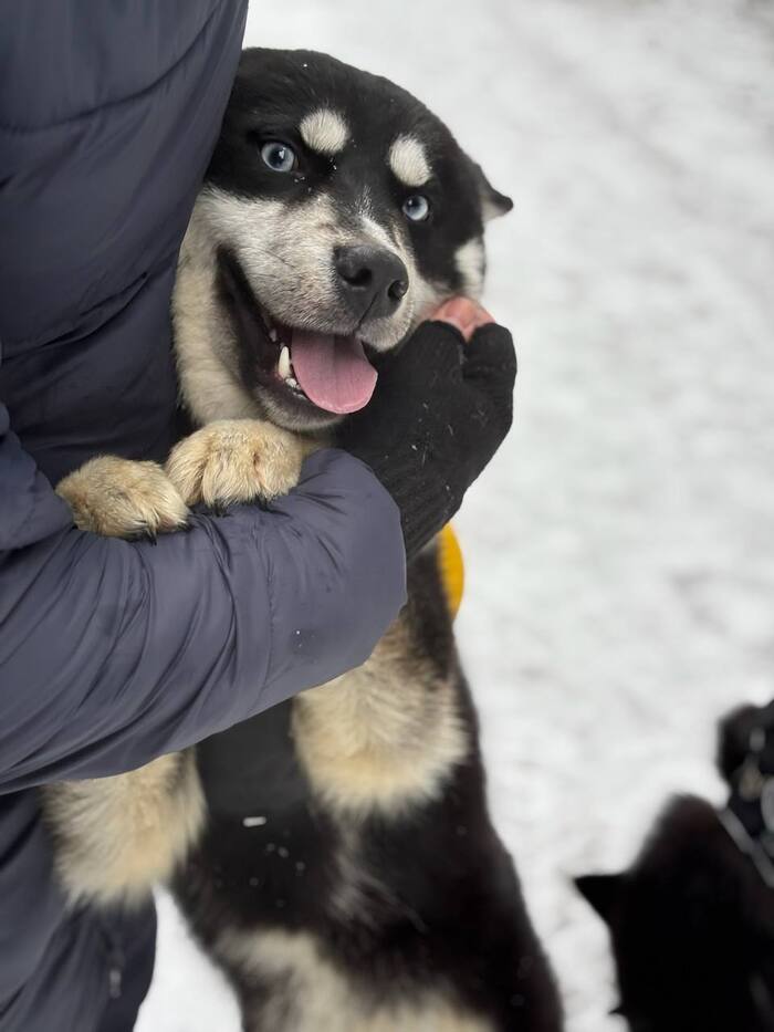 Хаски Чип и Дейл ищут дом !!