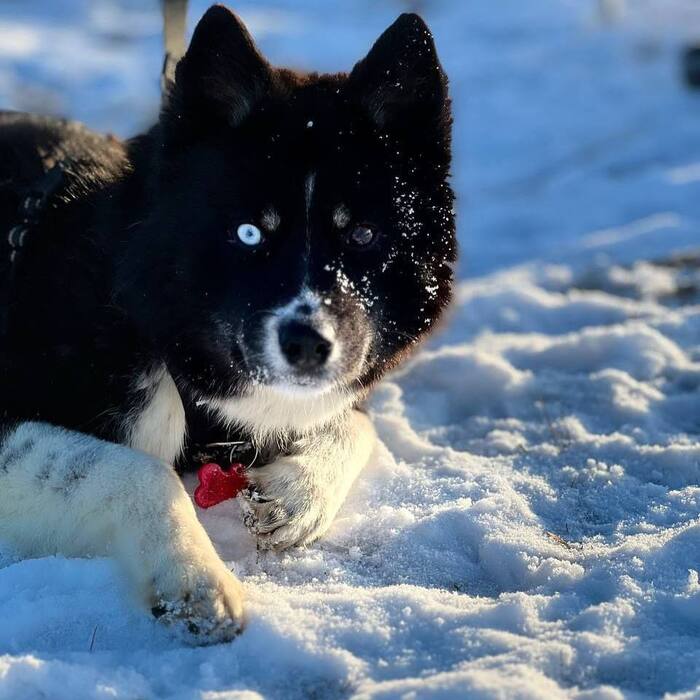 Хаски Чип и Дейл ищут дом !!