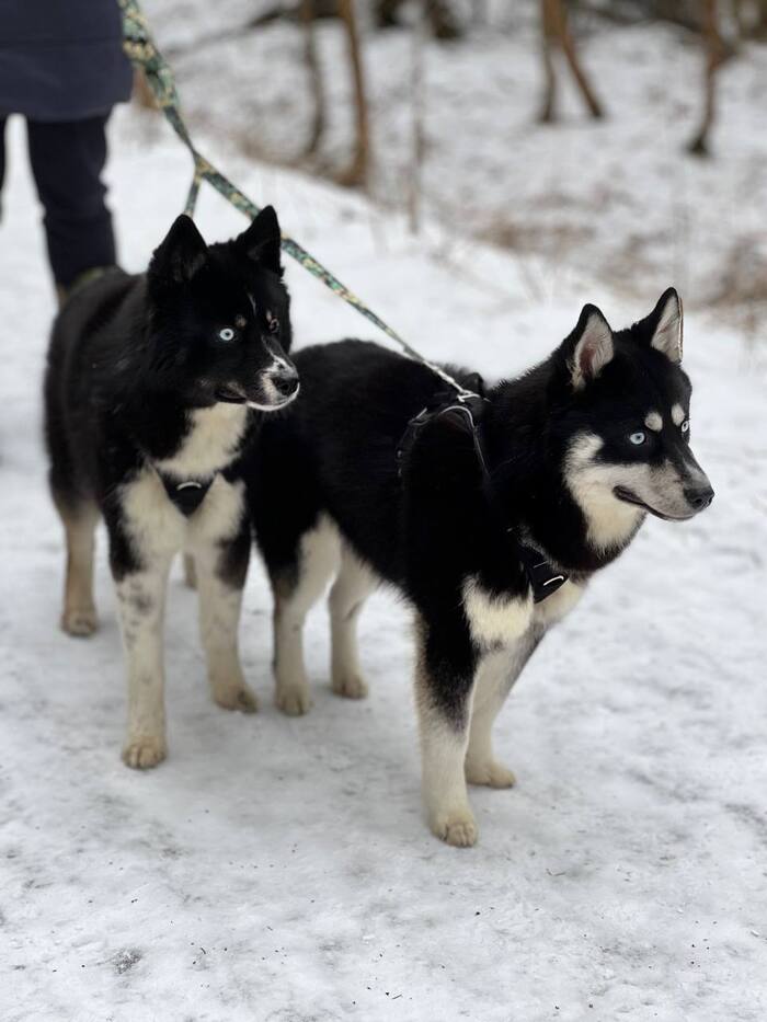 Хаски Чип и Дейл ищут дом !!