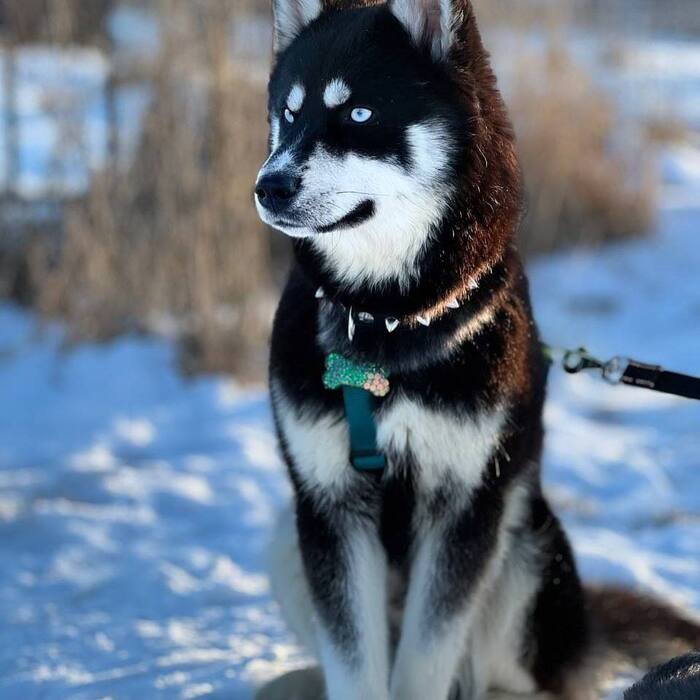 Хаски Чип и Дейл ищут дом !!