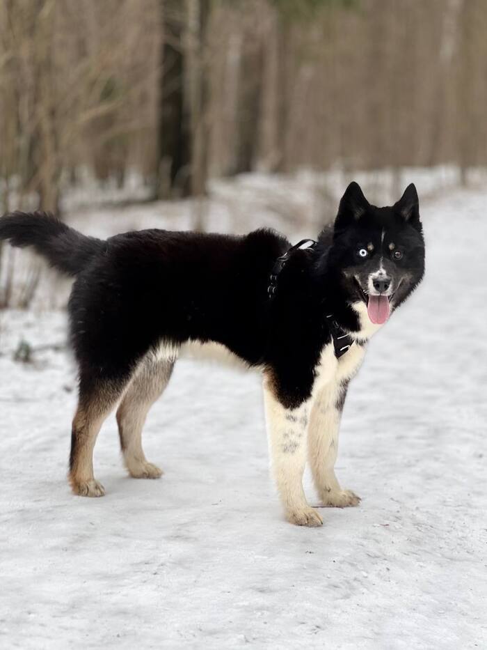 Хаски Чип и Дейл ищут дом !!