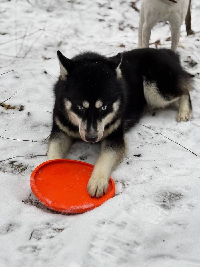 Хаски Чип и Дейл ищут дом !!