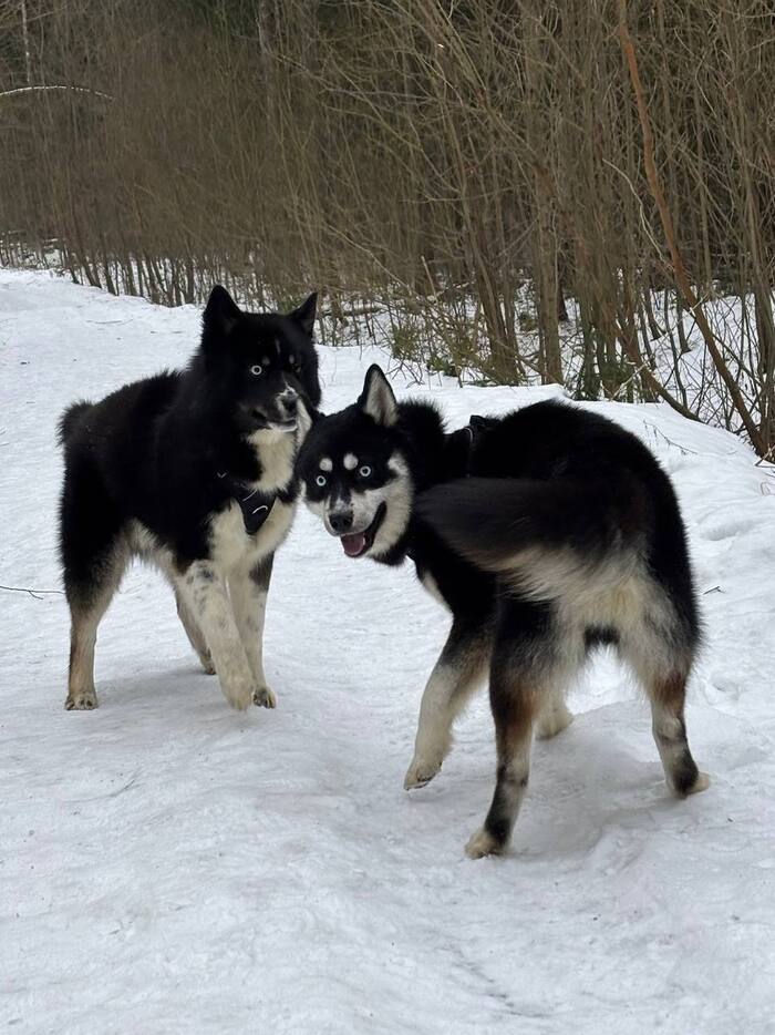 Хаски Чип и Дейл ищут дом !!