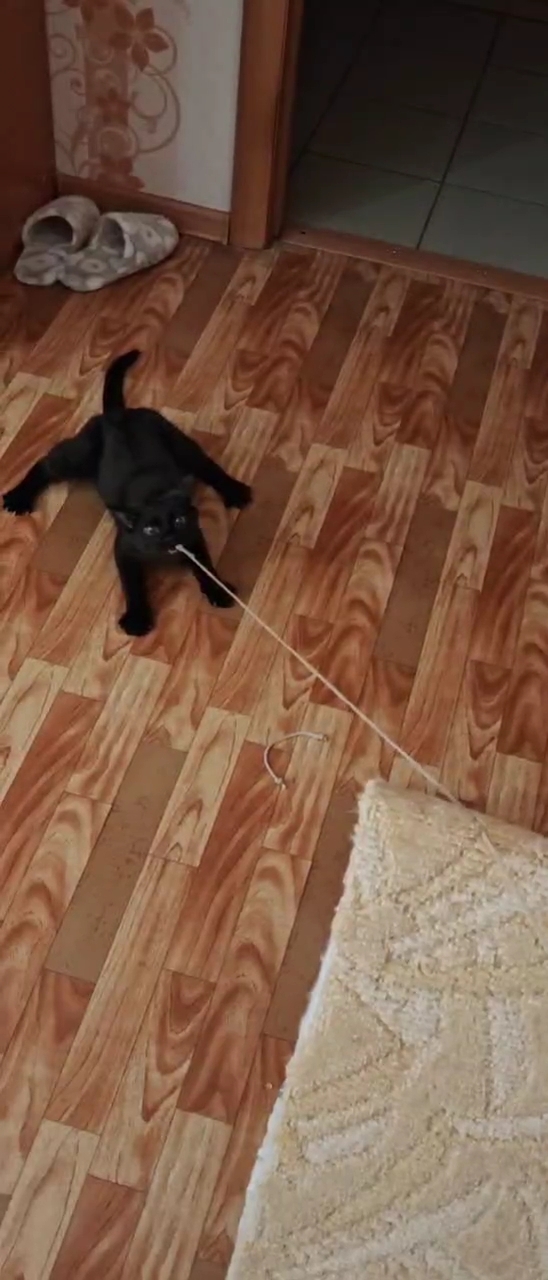 ������ ����������� - ��� ��������� �����)