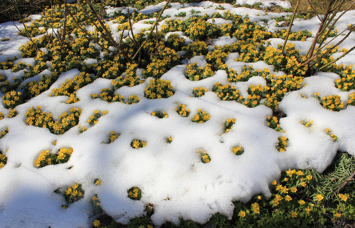 Весенник зимующий. Фото с сайта <!--noindex--><a href="https://pikabu.ru/story/pervotsvetyi_rossii_vesenniki_12432933?u=http%3A%2F%2Flandmorphology.com&t=landmorphology.com&h=433121a04294f26960ffafba5938dbc041cc98ff" title="http://landmorphology.com" target="_blank" rel="nofollow noopener">landmorphology.com</a><!--/noindex-->.