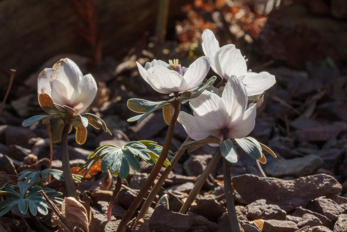 Eranthis byunsanensis. Фото с сайта <!--noindex--><a href="https://pikabu.ru/story/pervotsvetyi_rossii_vesenniki_12432933?u=http%3A%2F%2Flandmorphology.com&t=landmorphology.com&h=433121a04294f26960ffafba5938dbc041cc98ff" title="http://landmorphology.com" target="_blank" rel="nofollow noopener">landmorphology.com</a><!--/noindex-->.