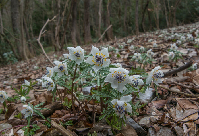 Весенник перистонадрезанный. Фото Akemichi Sugimura.