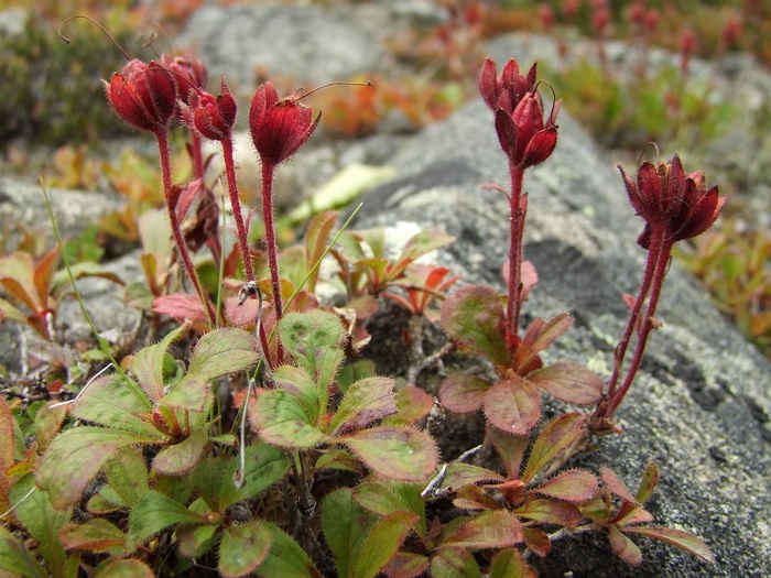    .  .  .    plantarium.