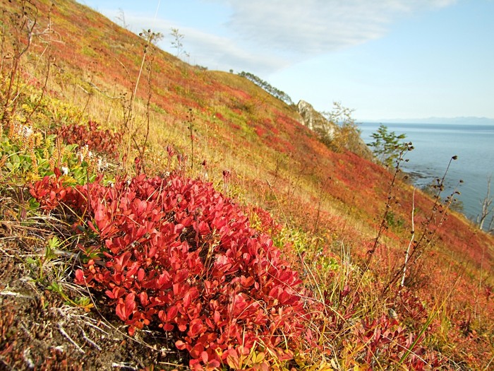  ,  .  .    plantarium.