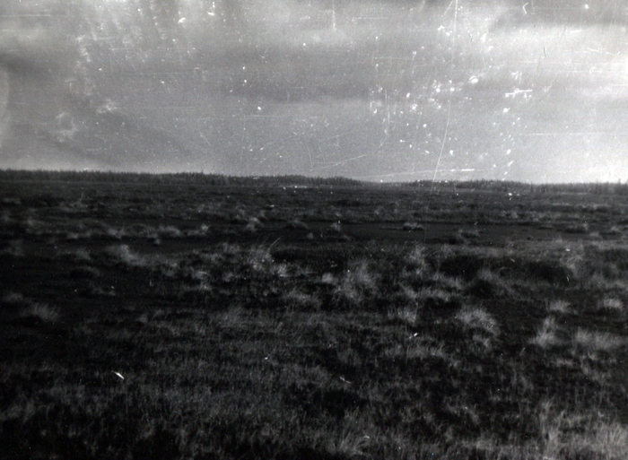 Далеко не всегда стоит ходить по болотам напрямую - вот через такую няшу я бы идти не советовал.