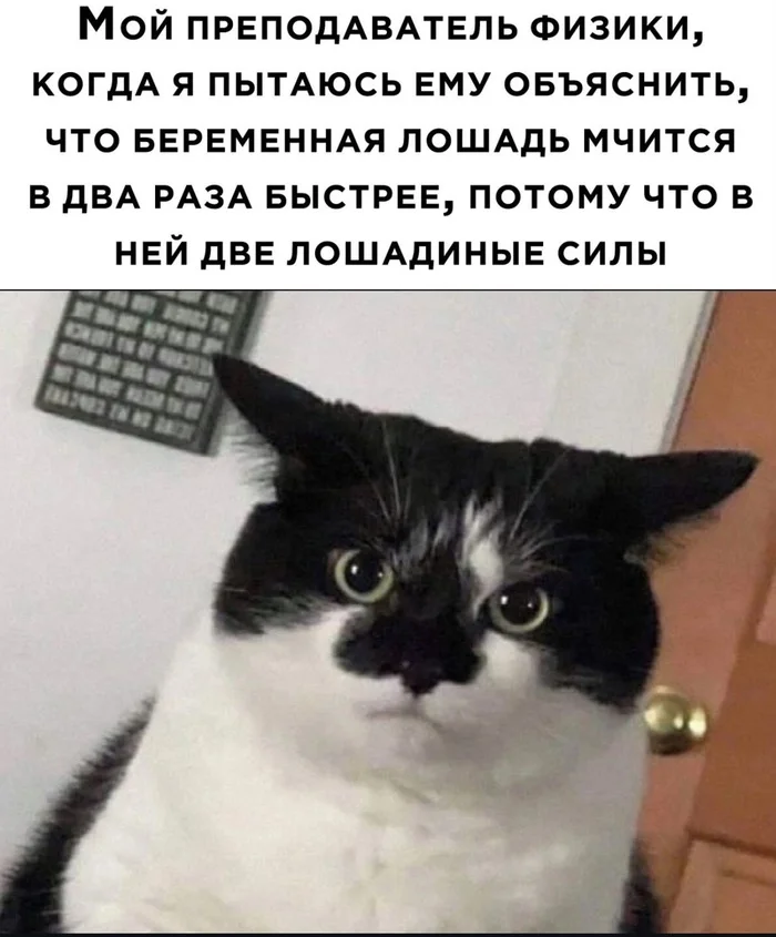 Мем Мемы, Фотография, Юмор, Беременность, Лошадиные силы, Реферальная ссылка