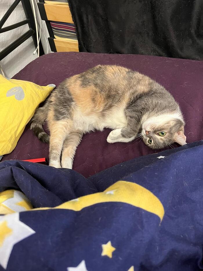 ����� Palisker � ���� �����