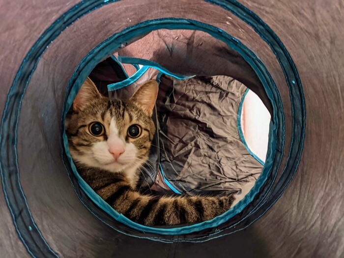 Ответ на пост «Конкурс: лучший кот Пикабу»