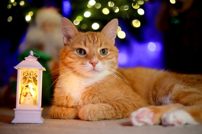 Ответ на пост «Конкурс: лучший кот Пикабу»