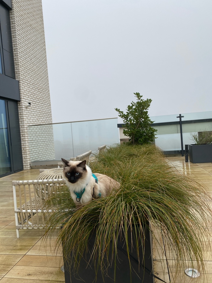 Ответ на пост «Конкурс: лучший кот Пикабу»