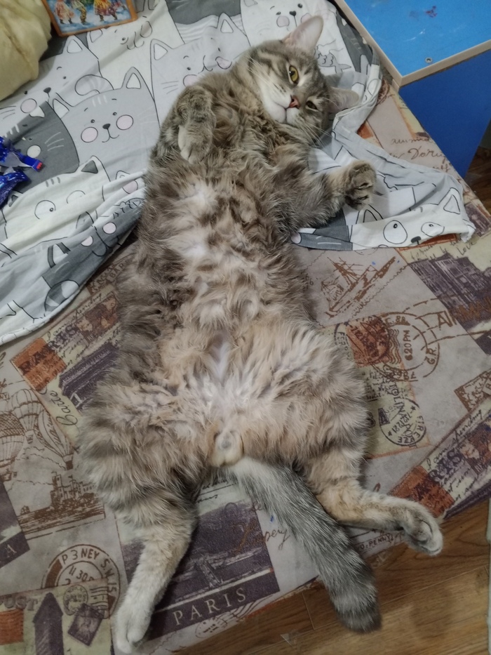 Ответ на пост «Конкурс: лучший кот Пикабу»