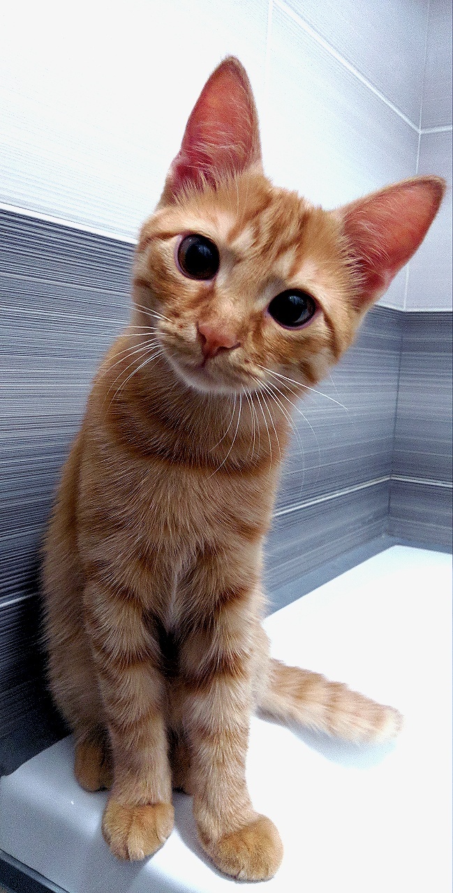 Конкурс: лучший кот Пикабу