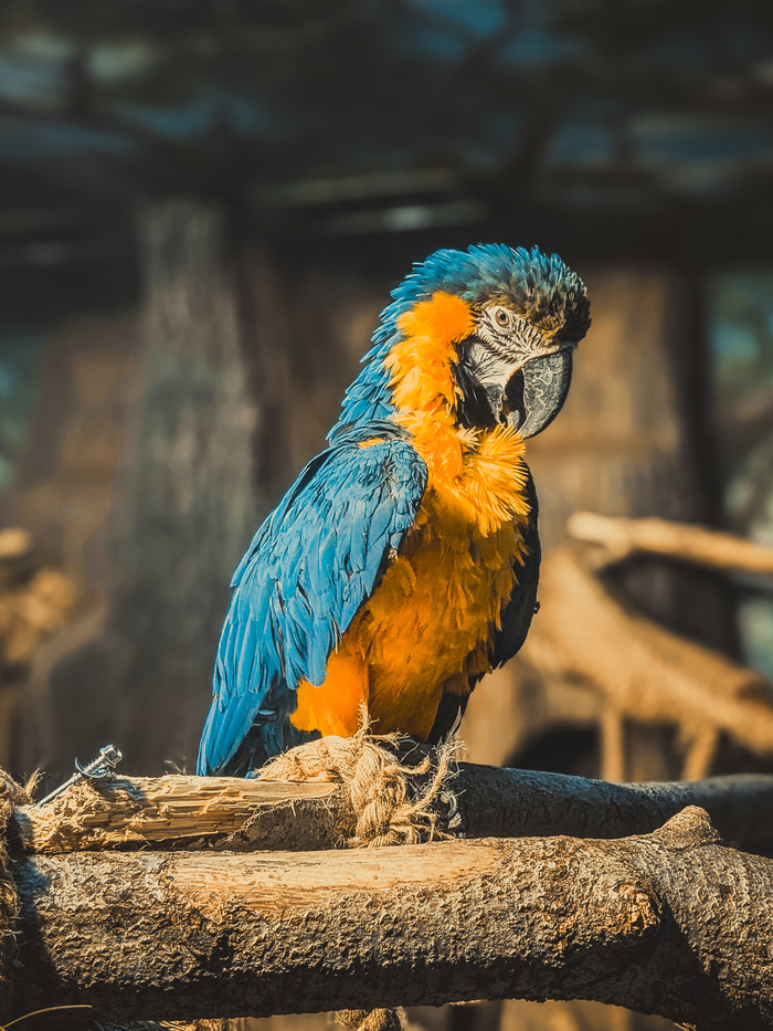 Красавец Ара