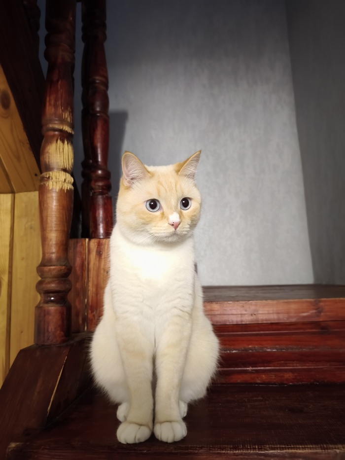 Ответ на пост «Конкурс: лучший кот Пикабу»