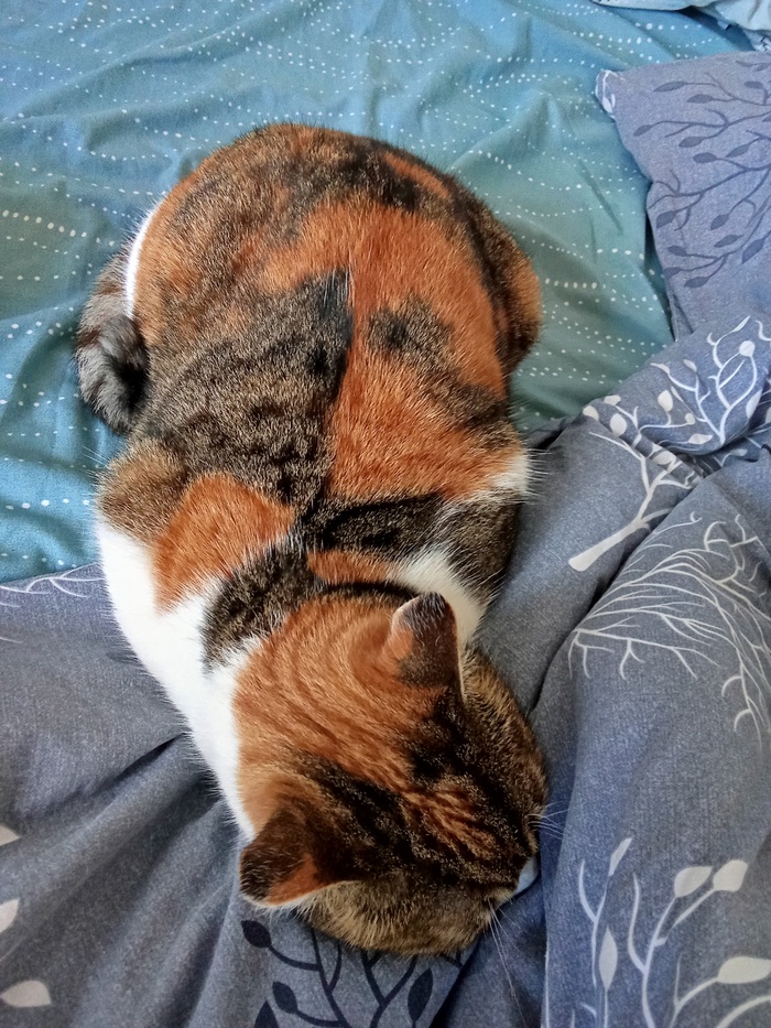 Ко дню кошек