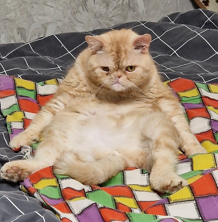 Ответ на пост «Конкурс: лучший кот Пикабу»