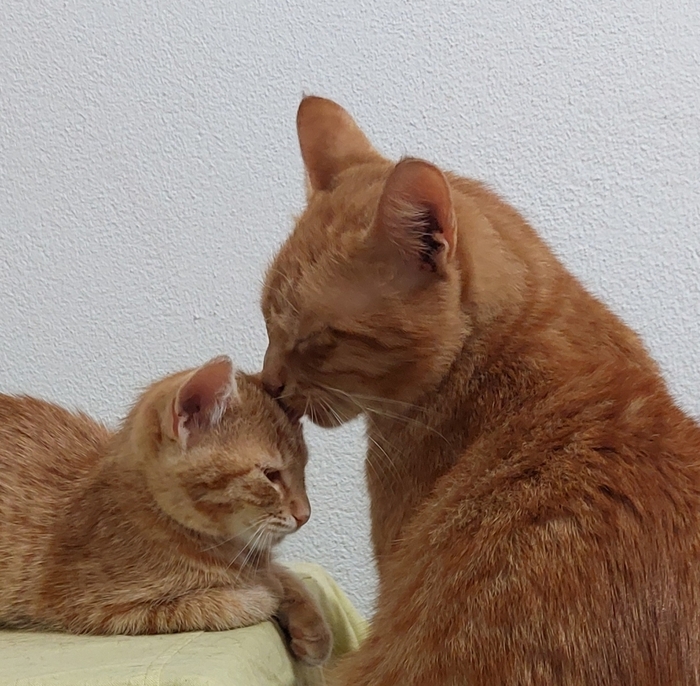 А это просто 1/10 часть моего прайда: Рыжик заботится рыженькой новенькой