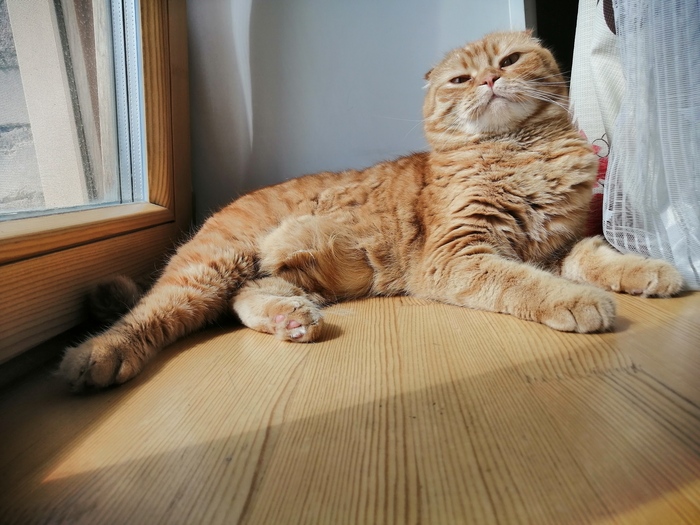 Ответ на пост «Конкурс: лучший кот Пикабу»