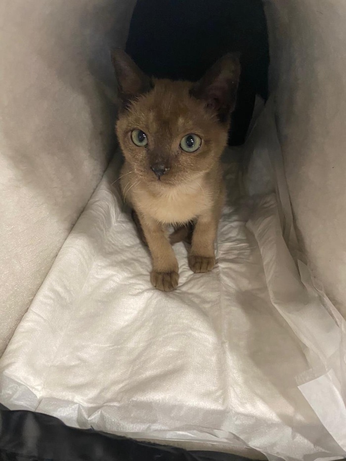 … и умная. Только молчаливая