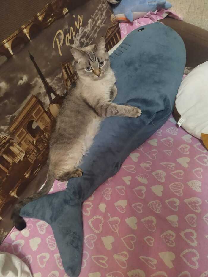 Вениамин Сигизмундович