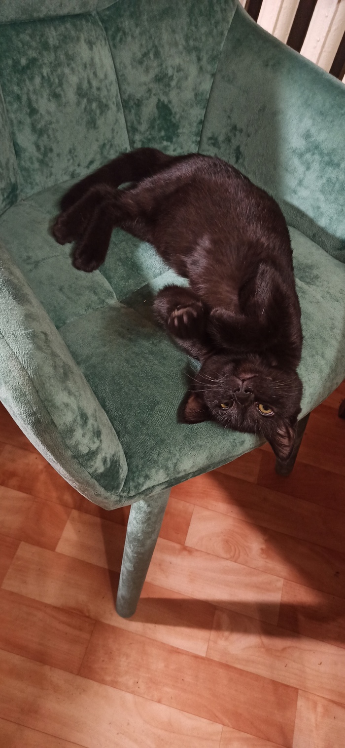 Ответ на пост «Конкурс: лучший кот Пикабу»