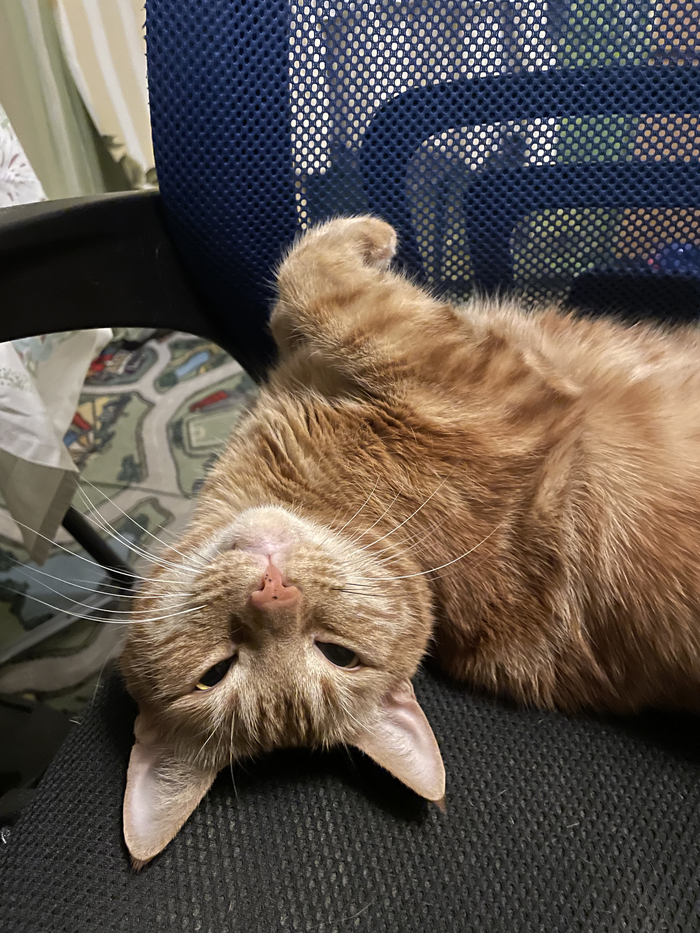 ПерсеГ (для своих наглая, рыжая *опа), котеГ - рыжий животеГ