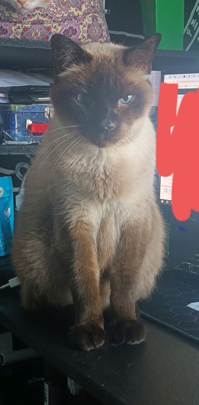 Ответ на пост «Конкурс: лучший кот Пикабу»