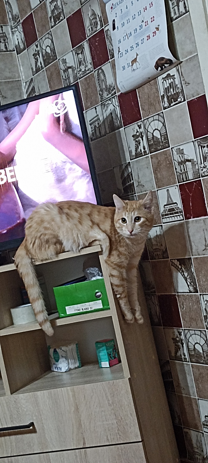 Рыжик, 11 месяцев.