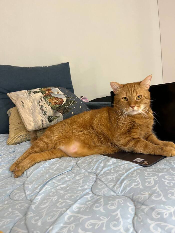 Персик... 9 лет, подобран в деревне, где все бродячие коты рыжие