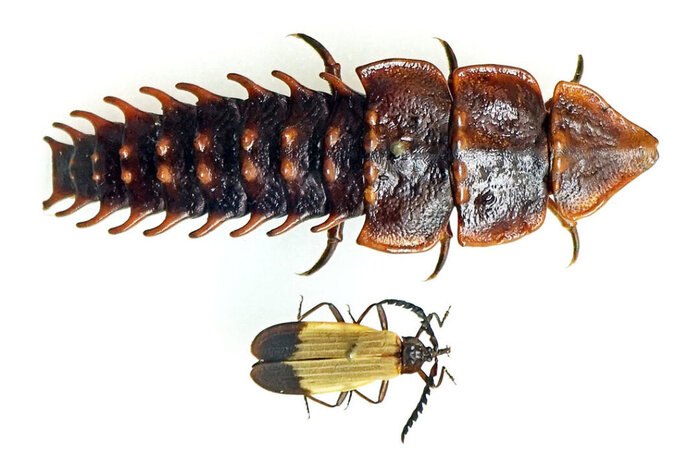 Самка и самец