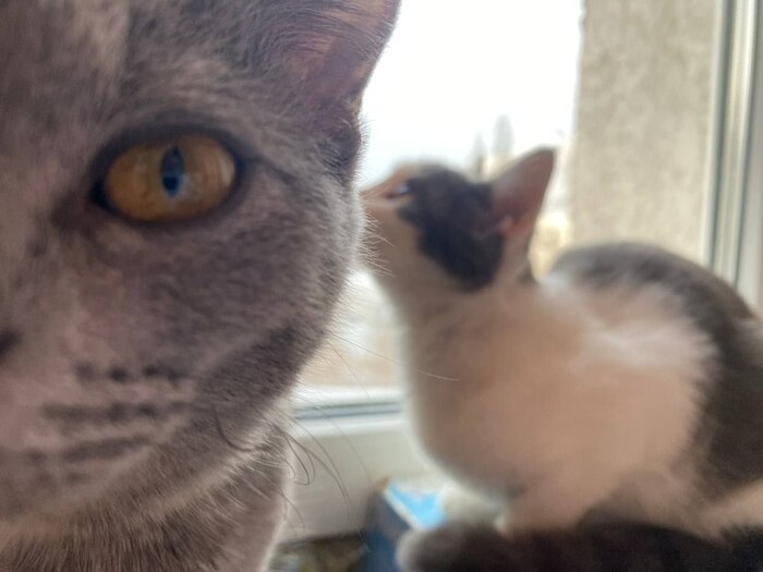 Две младшие сестрёнки Сергей и Пискля