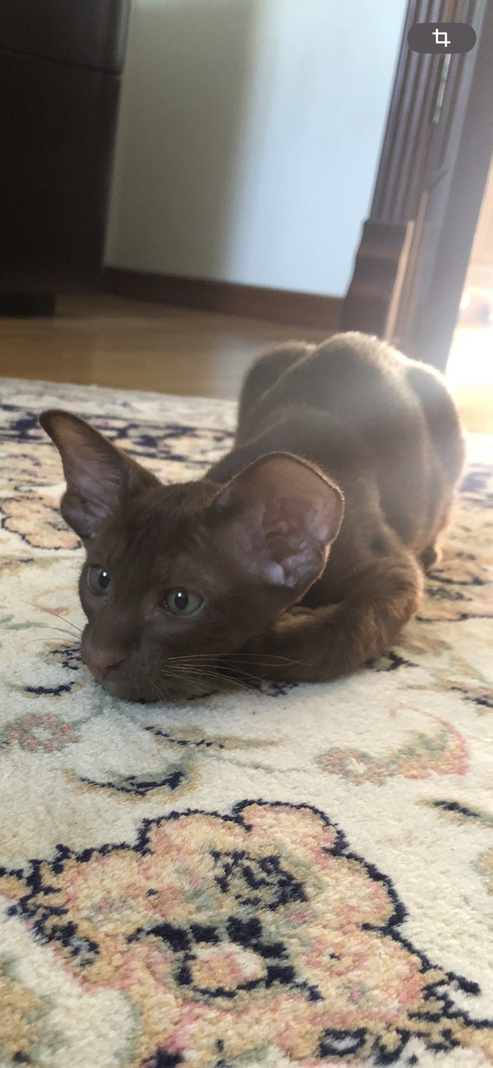 Ответ на пост «Конкурс: лучший кот Пикабу»