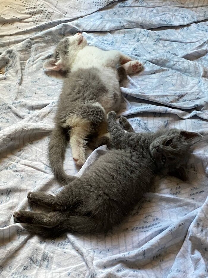 Нашли на даче