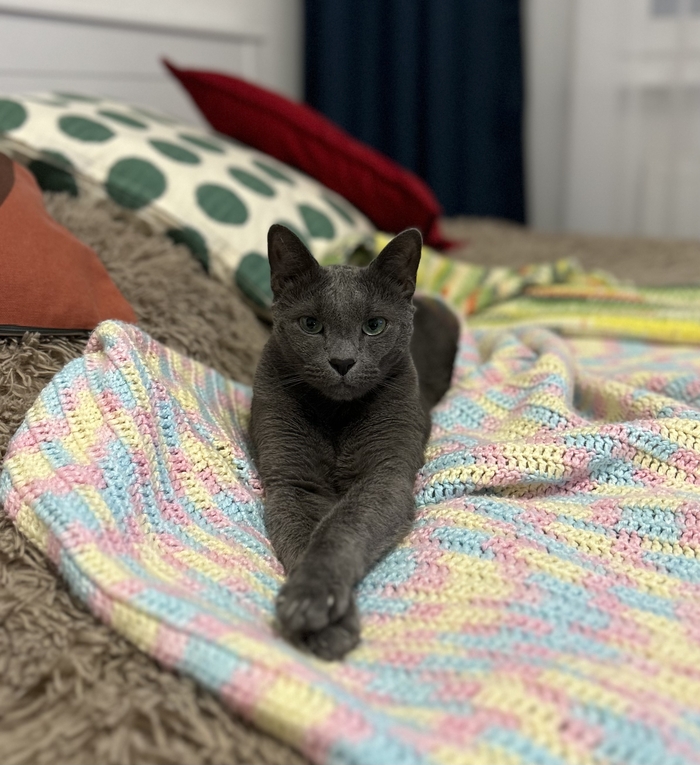 Ответ на пост «Конкурс: лучший кот Пикабу»